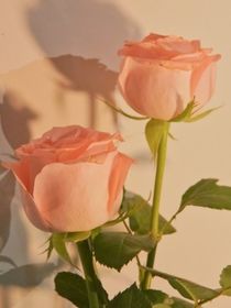 X——朦胧（双同人）