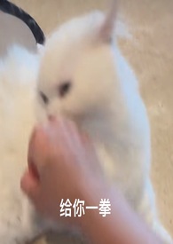 剑修小师妹在异世